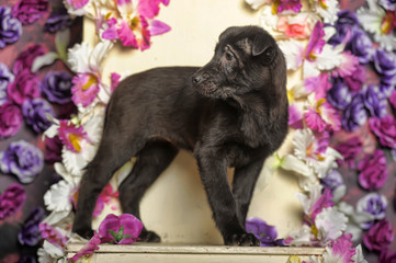 black puppy on a background of flowers in the studio