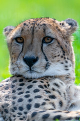 cheetah - Acinonyx jubatus © Marek R. Swadzba