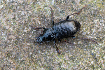 ground beetle - Pterostichus quadrifoveolatus