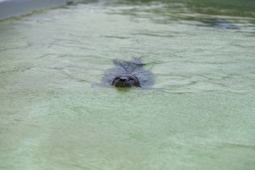 seal swimming in the a special seal sanctuary on the island Texel