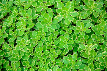 Texture of bright green plants for background