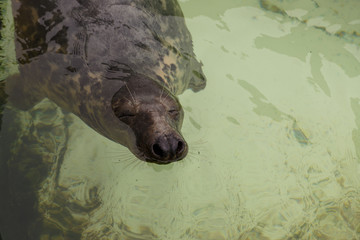 seal swimming in the a special seal sanctuary on the island Texel