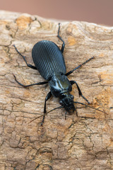 ground beetle - Pterostichus niger