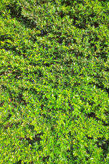 Green leave texture with edit light and color