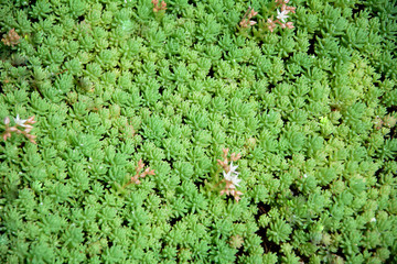 The texture of small plants for the background