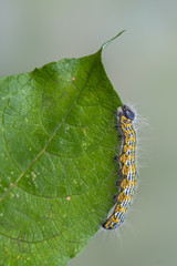 Buff-tip - Phalera bucephala