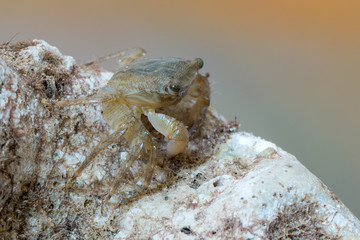marbled rock crab - Pachygrapsus marmoratus