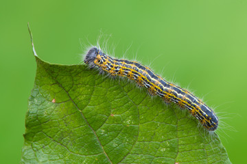 Buff-tip - Phalera bucephala