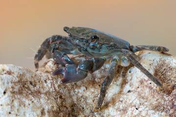 marbled rock crab - Pachygrapsus marmoratus