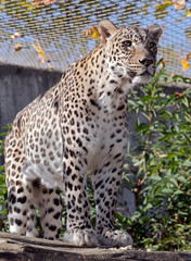 Persian Leopard. Latin name - Panthera pardus saxicolor