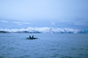 Naklejka premium orka, orca, orcinus orca