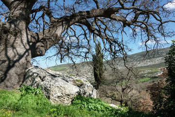 Bare tree on mountainous region Crete Greece Europe