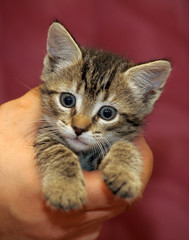 curious striped kitten in the hands of a portrait on a bardo background