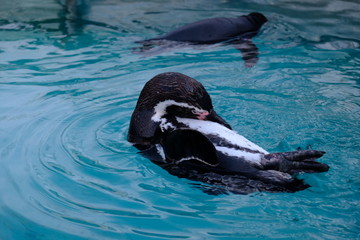 pinguin im Wasser