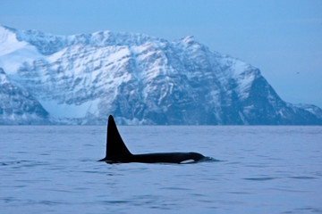 killer whale, orca, orcinus orca