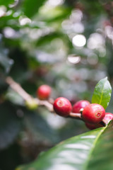 fresh organic coffee cherries with coffee tree in northern part of thailand, selective focus