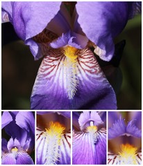 Decorative beatiful flowers. Purple iris flower. Nature background.