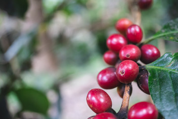 fresh organic coffee cherries with coffee tree in northern part of thailand, selective focus
