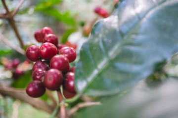 fresh organic coffee cherries with coffee tree in northern part of thailand, selective focus