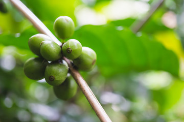 fresh green organic coffee cherries with coffee tree in northern part of thailand, selective focus