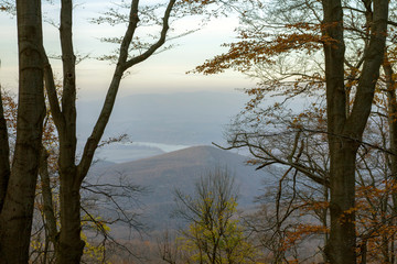 Obraz premium Pilis forest