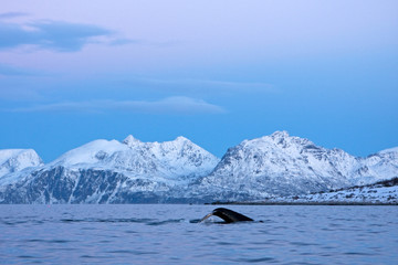 humpback whale, megaptera novaeangliae, Norway
