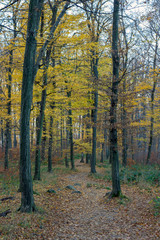 Pilis forest
