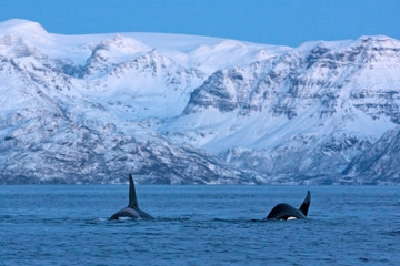 Fototapeta premium killer whale, orca, orcinus orca