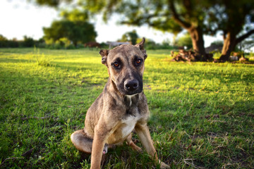 Este cachorro se queda sentado observando la cámara 