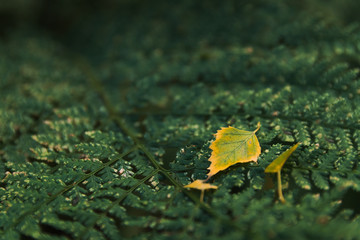 Leaf On Fern In Fall