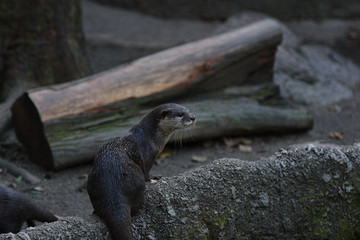 コツメカワウソ