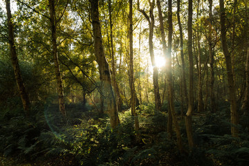 Naklejka premium Słońce przez las