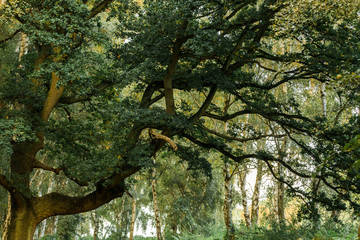 Giant Tree Branches Full Of Leaves