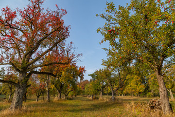 colorful tree in rural landscape