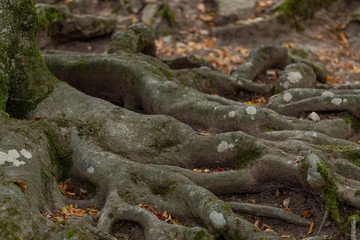 tree roots