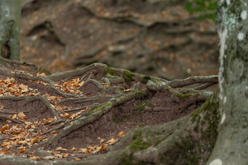 Fototapeta na wymiar tree roots