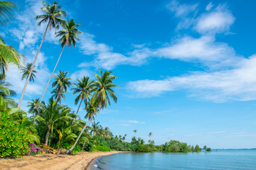 Fototapeta na wymiar lonelay beach with coconut trees