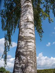 Fototapeta premium tree and blue sky