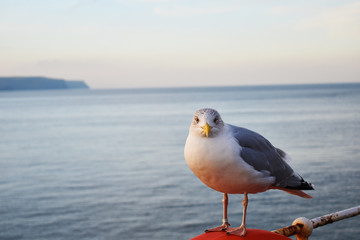 seagull looking at camera on pier