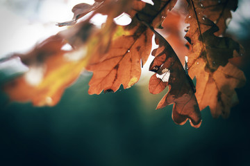 oak autumn leaves on a branch / macro autumn photography