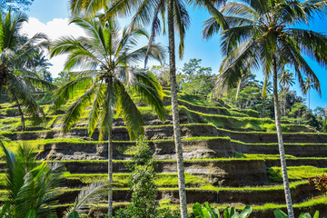 rice terraces on Bali