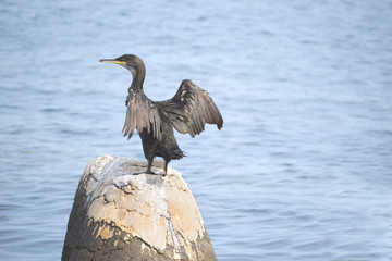 European shag or common shag (Phalacrocorax aristotelis) in Croatia 