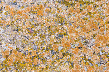 Asbestos slate texture concrete covered with lichen and moss