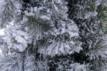 Pine branches powdered with snow