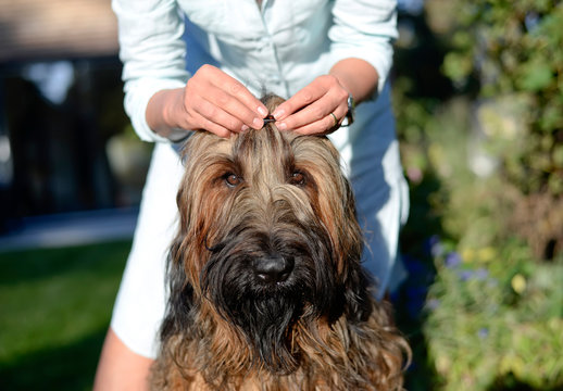 Woman's Hands Fixing Hair Clip On Dog's Head