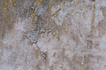 Asbestos slate texture concrete covered with lichen and moss