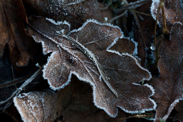 Frosty Leaf On Ground