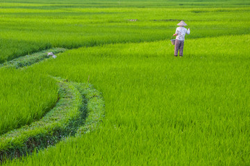 farmer in ricefield