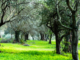 forest of olive trees in autumn, old branches, green lawn, lots of vegetation