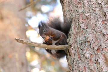 Eichörnchen im Winter